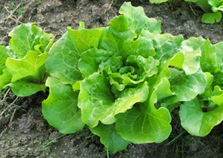 昆明晋宁蔬菜“朋友圈”遍全球（图）